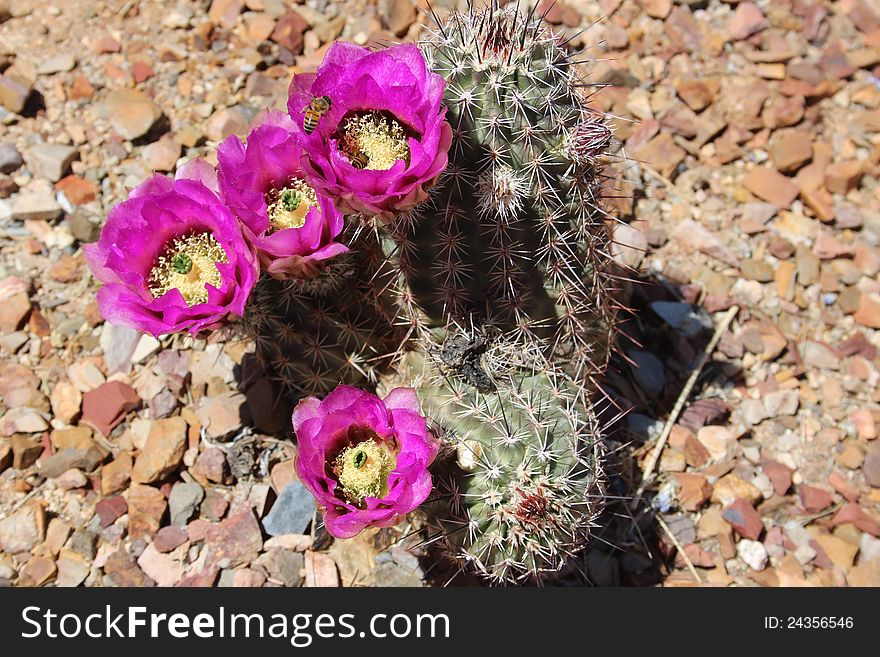 Pink Cactus Flowers with Bees