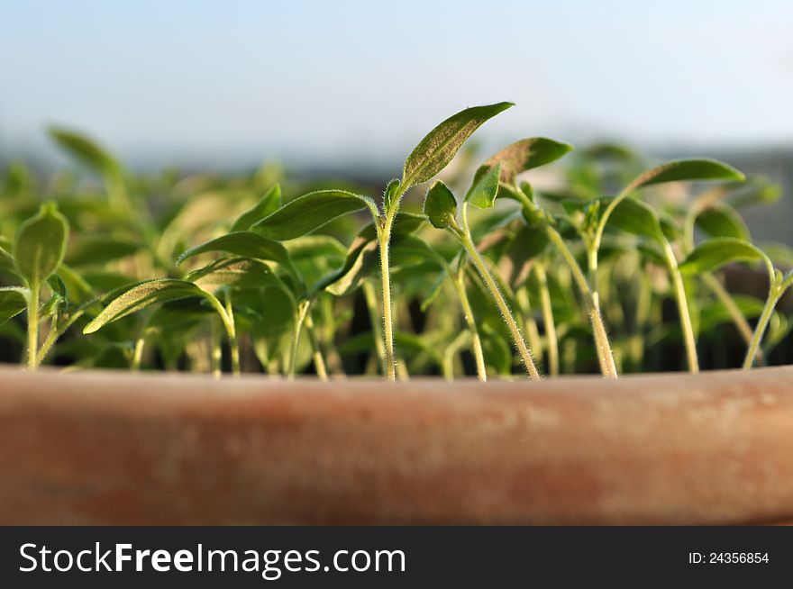 Closeup of Seedlings in clay pot