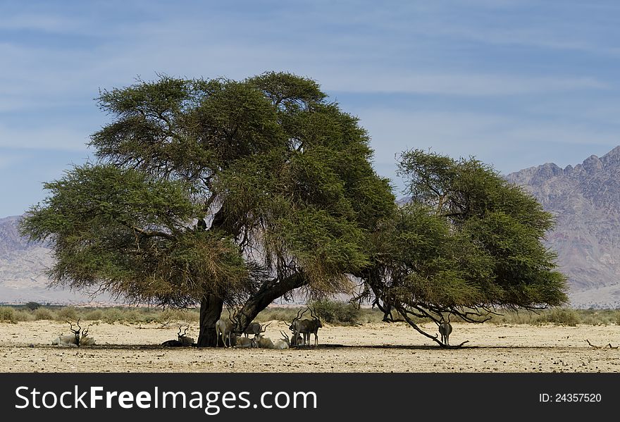 Scimitar Horned Oryx &x28;Oryx Dammah&x29;