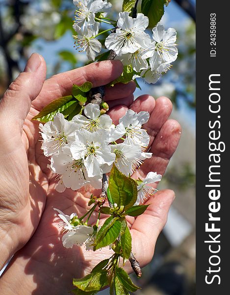 Branch of blossoming sweet cherry in female hands