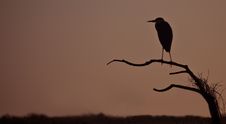Great Blue Heron, Ardea Herodias. Profile On Tree Royalty Free Stock Images