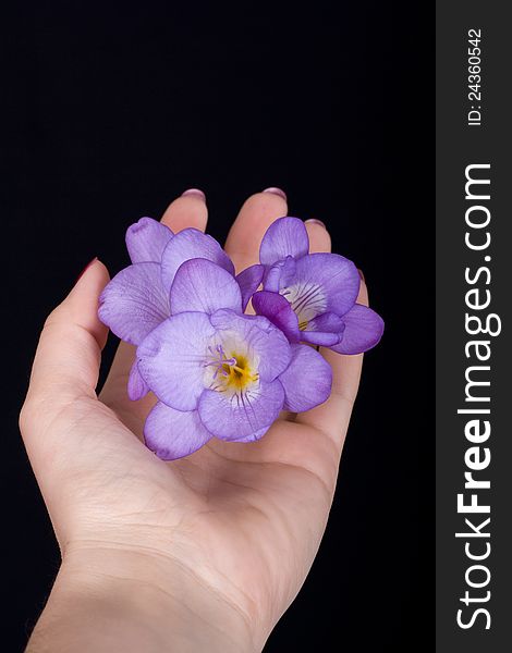 Freesia flower in beautiful hands on a black background. Freesia flower in beautiful hands on a black background