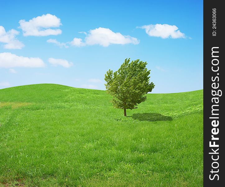 A lone tree in a field. A lone tree in a field