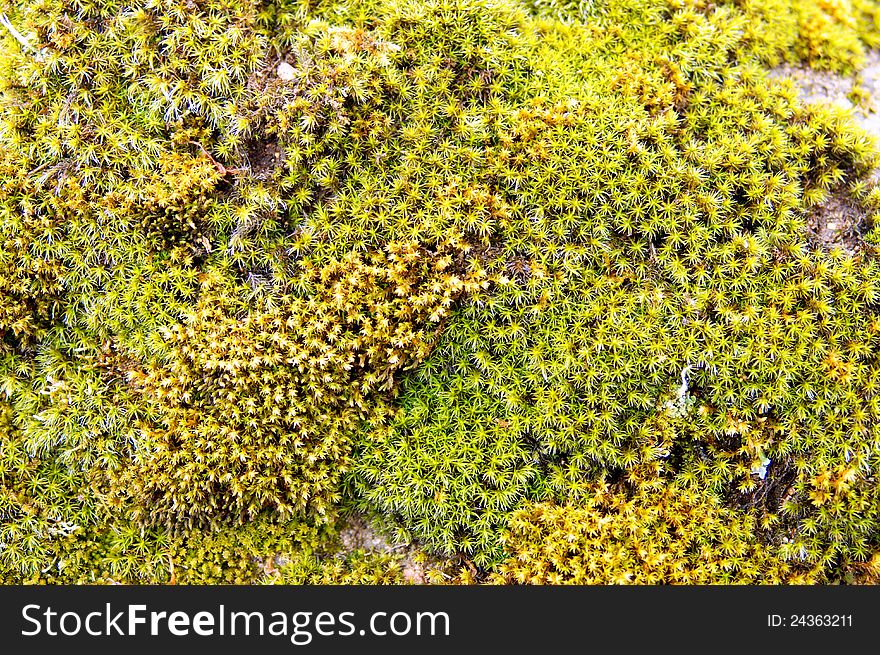 Green moss background with soft focus