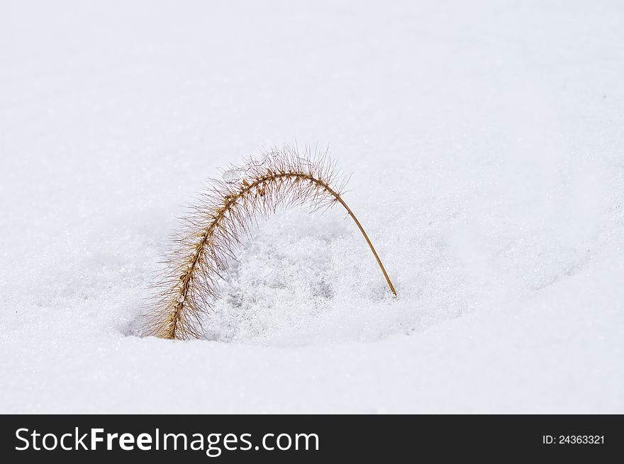 Dry Setaria in the snow. Dry Setaria in the snow.