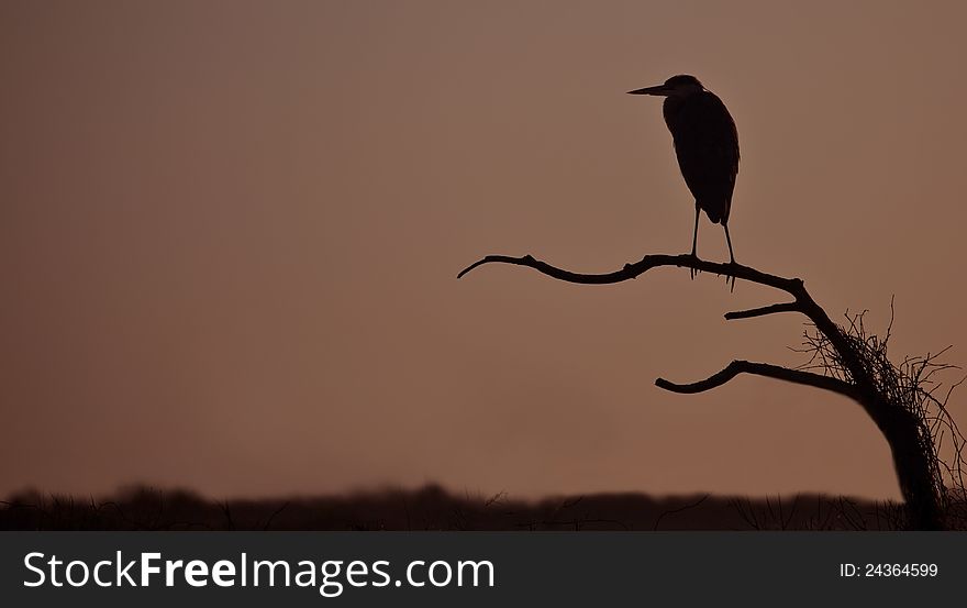 Great Blue Heron, Ardea Herodias. Profile On Tree