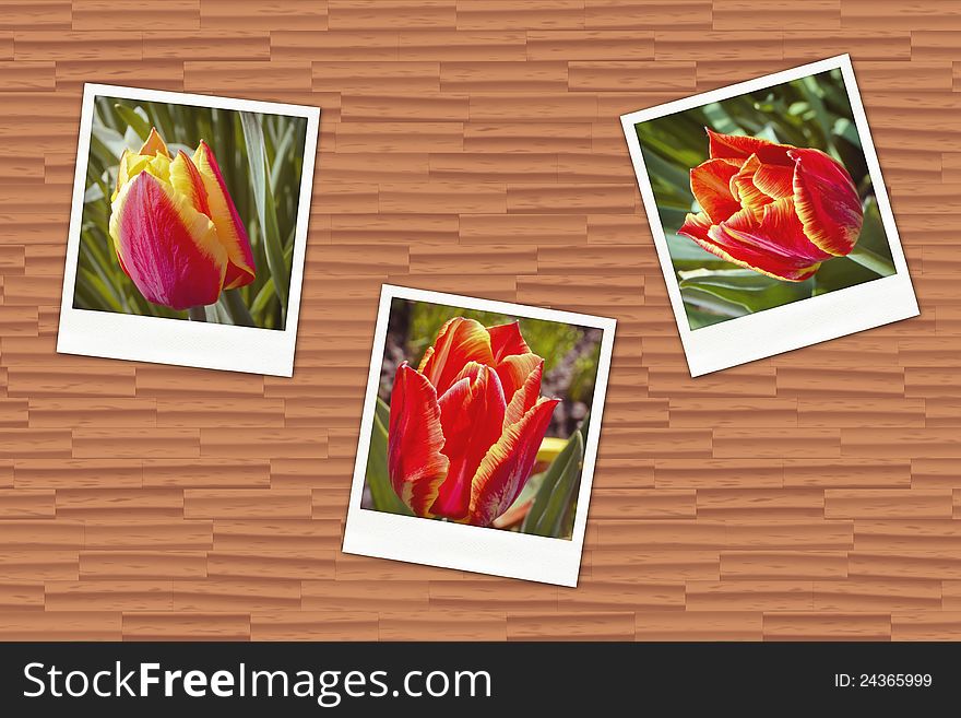 Illustration of an old photos with tulips on wooden wall