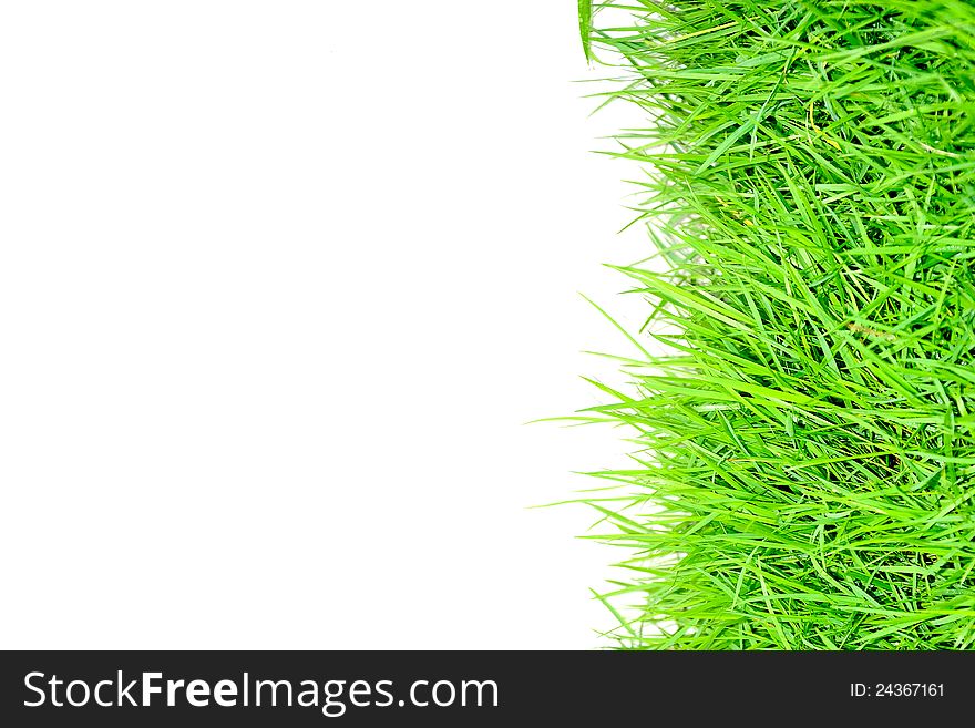 Grass And White Background