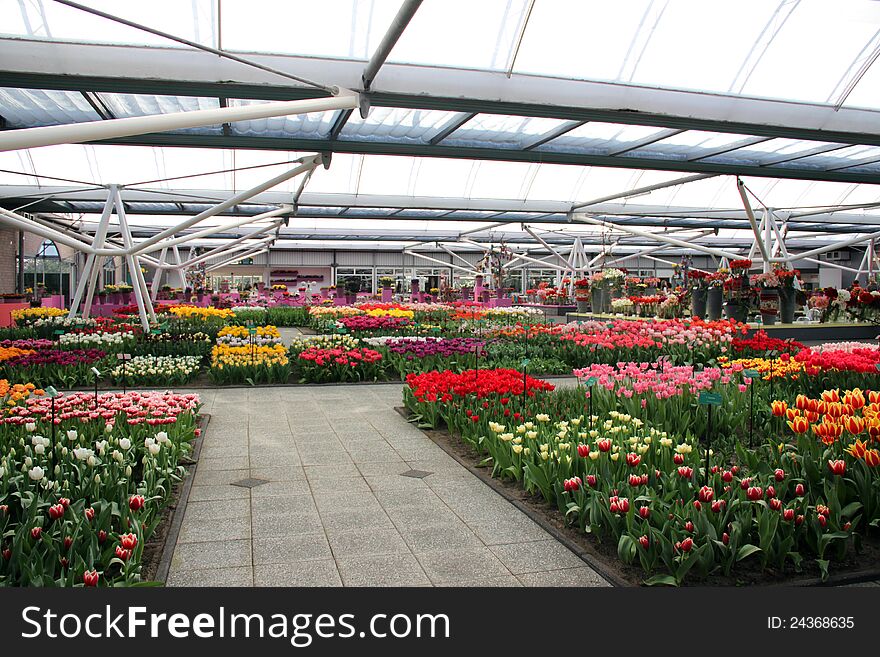 Spring park. Flower nursery. Holland, Keukenhof