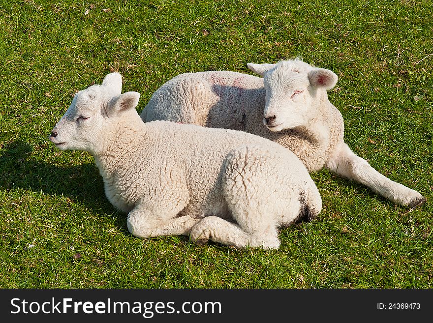 Two lambs in the grass