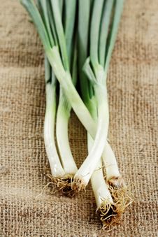 Spring Onion Royalty Free Stock Photography Spring Onion Royalty Free Stock Photography