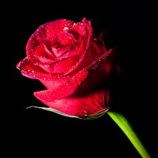 Rose With Water Drops Royalty Free Stock Photos Rose With Water Drops Royalty Free Stock Photos