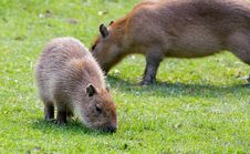 Capybara Grazing On Fresh Green Grass Royalty Free Stock Photo