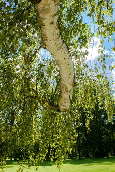 Tree Of Birch With Leafs Against Spring Blue Sky Royalty Free Stock Photography Tree Of Birch With Leafs Against Spring Blue Sky Royalty Free Stock Photography
