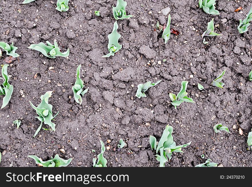 Close up of seedling flowers in soil.