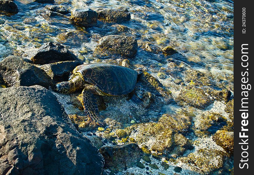 Hawaiian sea turtle relaxing on the beach in Kona, Hawaii. Hawaiian sea turtle relaxing on the beach in Kona, Hawaii.