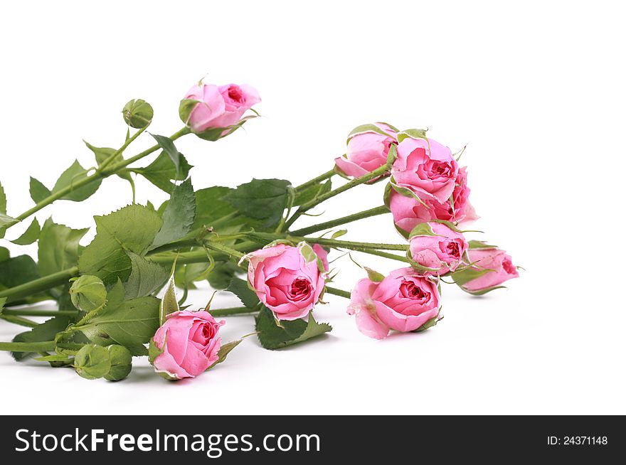 Some pink roses with empty place for your text over white background