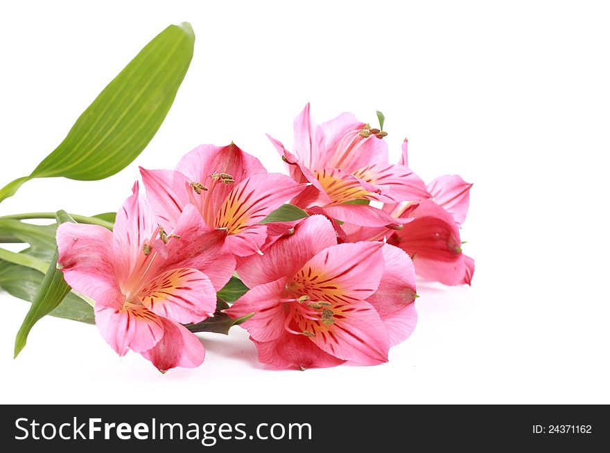 Image of light pink flowers over white background. Image of light pink flowers over white background