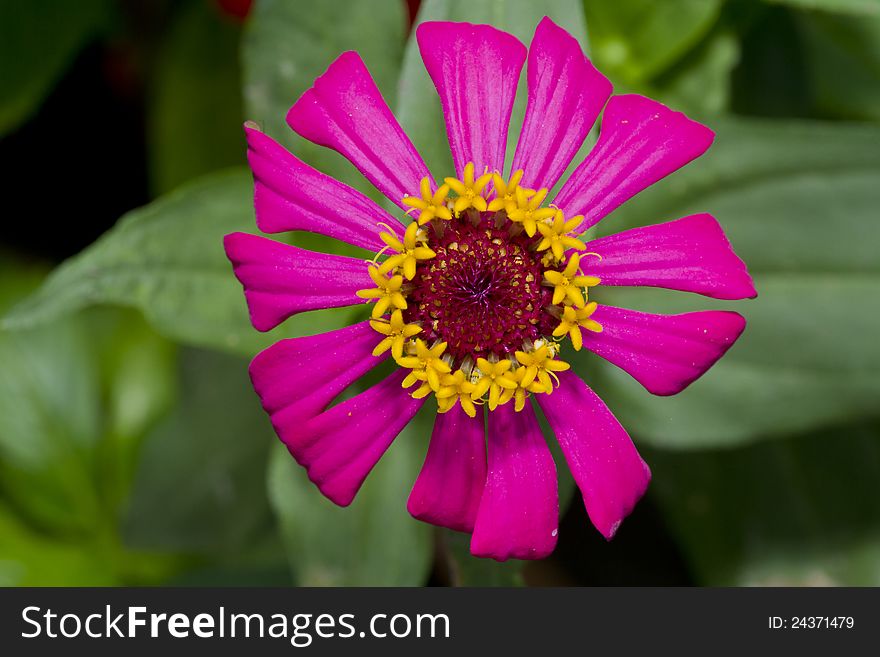 Pink Zinnia in macro mode