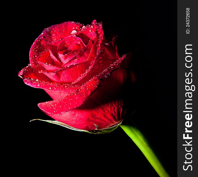 Rose with water drops isolated on a black background