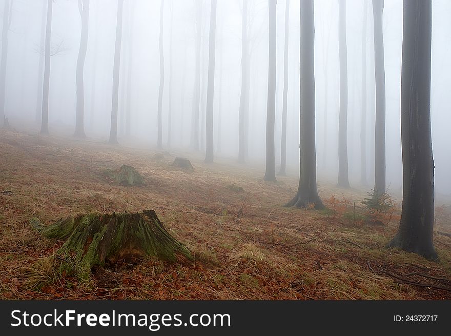 Beechwood with fog in backcloth.