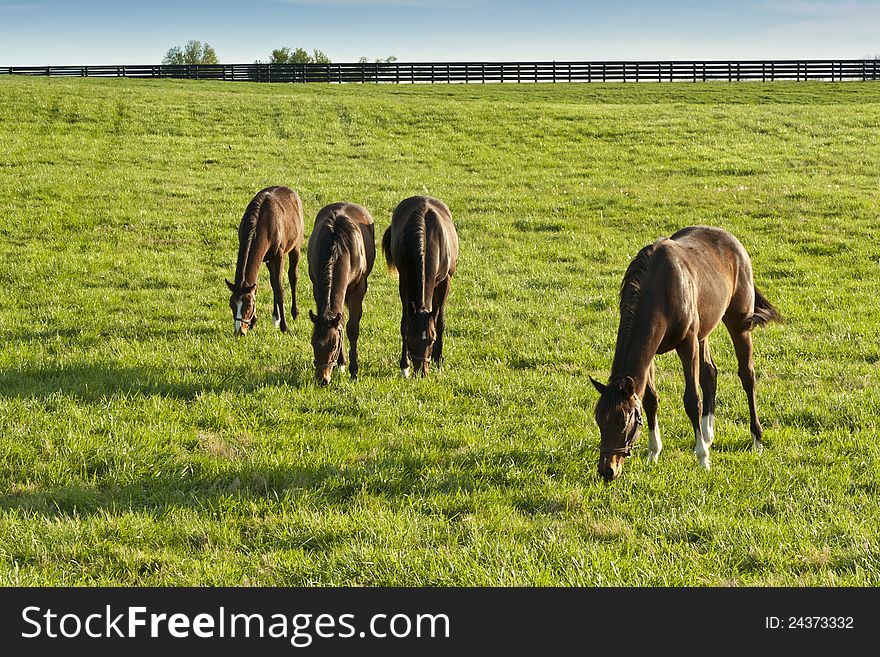 Horses at green pasture at spring. Horses at green pasture at spring.