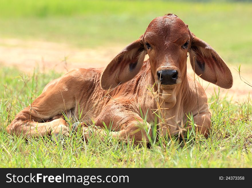 Calf are resting in the grasslands tropical