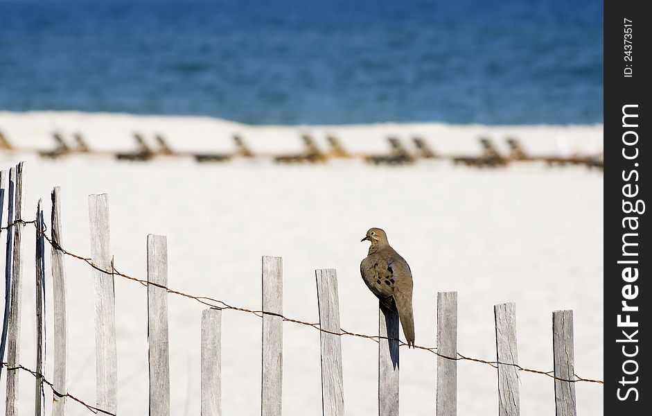 A Dove perched on a fence at the beach. A Dove perched on a fence at the beach.