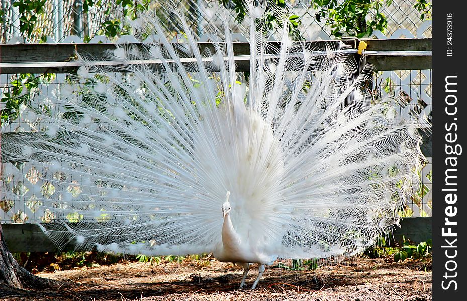 A white, male peacock spreads it's beautiful plumage. A white, male peacock spreads it's beautiful plumage