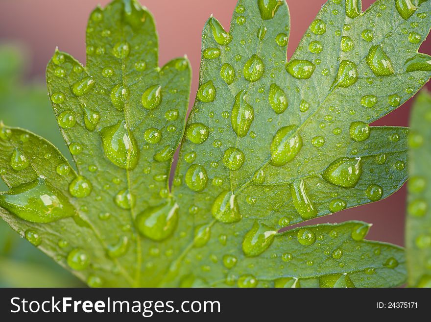 Closeup of a fresh parsley leaf with drops of dew. Closeup of a fresh parsley leaf with drops of dew