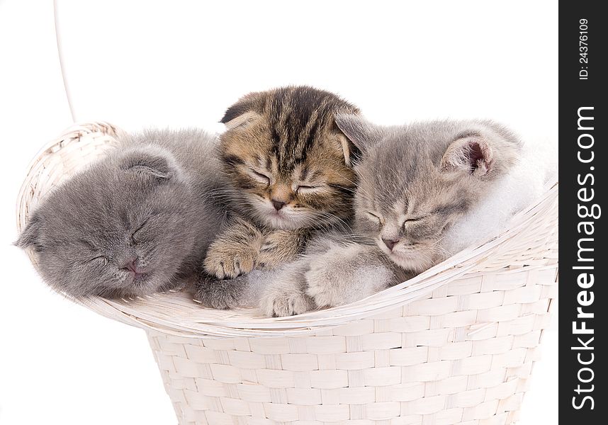 Beautiful kittens sleeping in basket closeup. Beautiful kittens sleeping in basket closeup