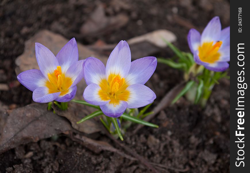Crocuses blooming in the middle of April