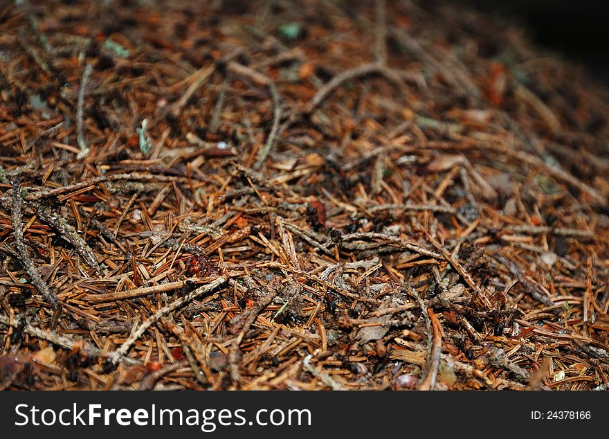 Surface of the ant hill is photographed closely and with selected focus. It is covered with twigs and coniferous needles. Many black ants are shuttlecocking. Surface of the ant hill is photographed closely and with selected focus. It is covered with twigs and coniferous needles. Many black ants are shuttlecocking.