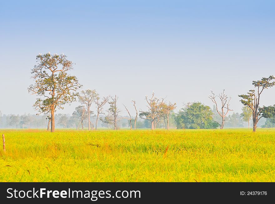 The white birds on the big tree with rice field