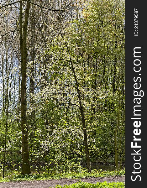 Flowering tree at the edge of a forest trail in sunshine. Flowering tree at the edge of a forest trail in sunshine