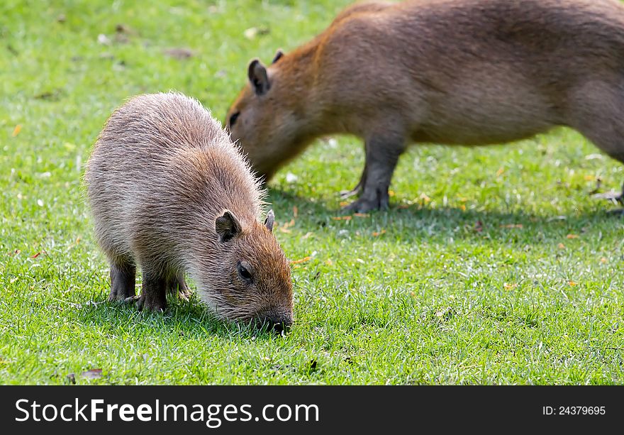 Capybara grazing on fresh green grass