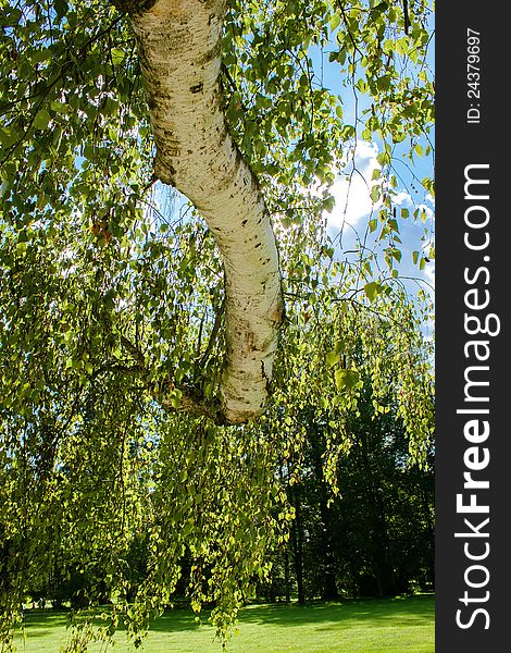 Birch trunk with leafs against spring blue sky in park. Birch trunk with leafs against spring blue sky in park