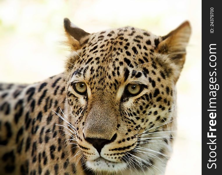 Closeup of Leopard looks forward with shallow focus