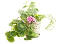 Blooming Geranium Royalty Free Stock Photo Blooming Geranium Royalty Free Stock Photo