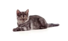 Lying Pretty Brittish Tabby Kitten Stock Images