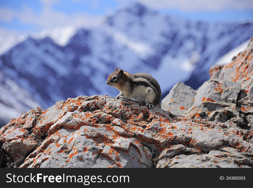 Ground squirrel on the top of Sulphur Mountain. Banff National Park. Canada. Ground squirrel on the top of Sulphur Mountain. Banff National Park. Canada.