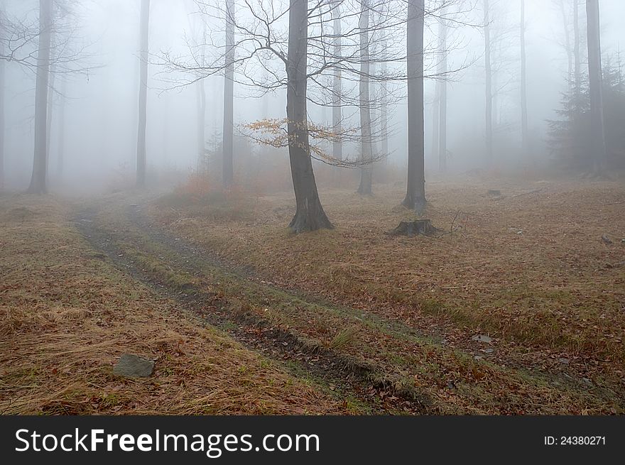 Forest path with fog in the background