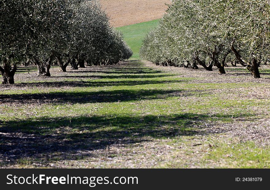 Scene of Olive trees in Val di Recanati, region Marche, Italy