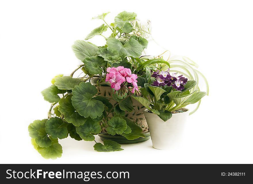 Blooming geranium and violet on a light background. Blooming geranium and violet on a light background