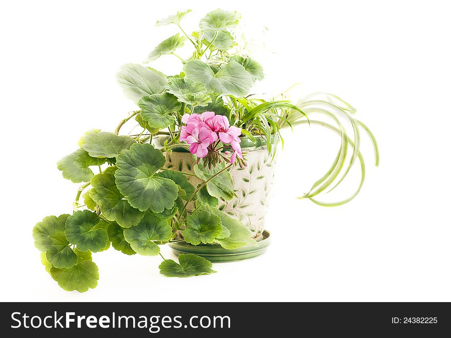 Blooming geranium in the pot on a light background