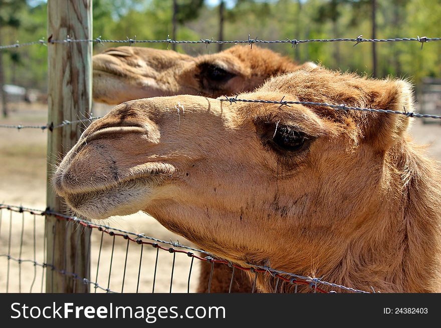 Camel poking it's neck through a fence
