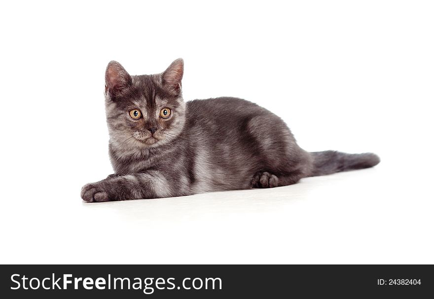 Lying pretty brittish gray tabby kitten