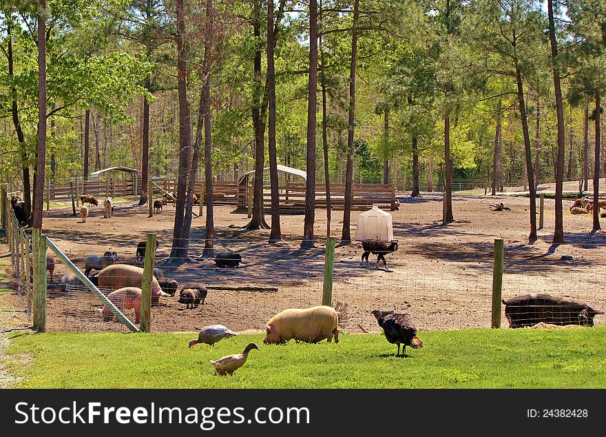 Several different animals grazing on a farm. Several different animals grazing on a farm