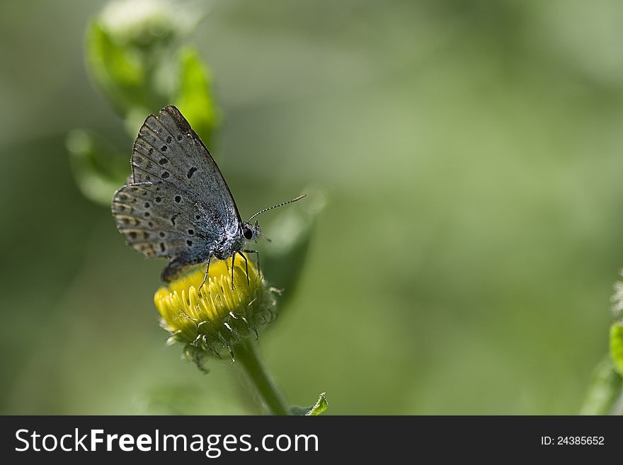 Close-up of a Gossamer Butterfly sitting on a dandelion before a green background. Close-up of a Gossamer Butterfly sitting on a dandelion before a green background