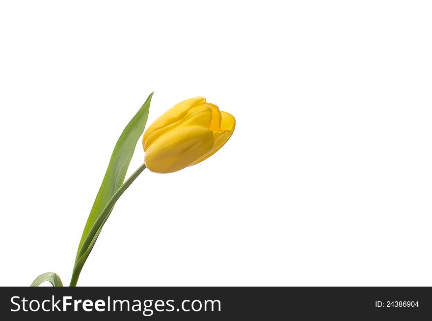 Yellow tulip, isolated on white background